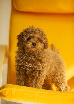 札幌西区にある緑の森どうぶつ病院｜年中無休、犬・猫専用のリラックス空間と高度な医療設備を誇る地域密着型動物病院
