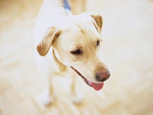 旭川市の総合動物病院「緑の森どうぶつ病院 旭神センター」：高度医療からリラックス環境までを備えた動物医療の拠点